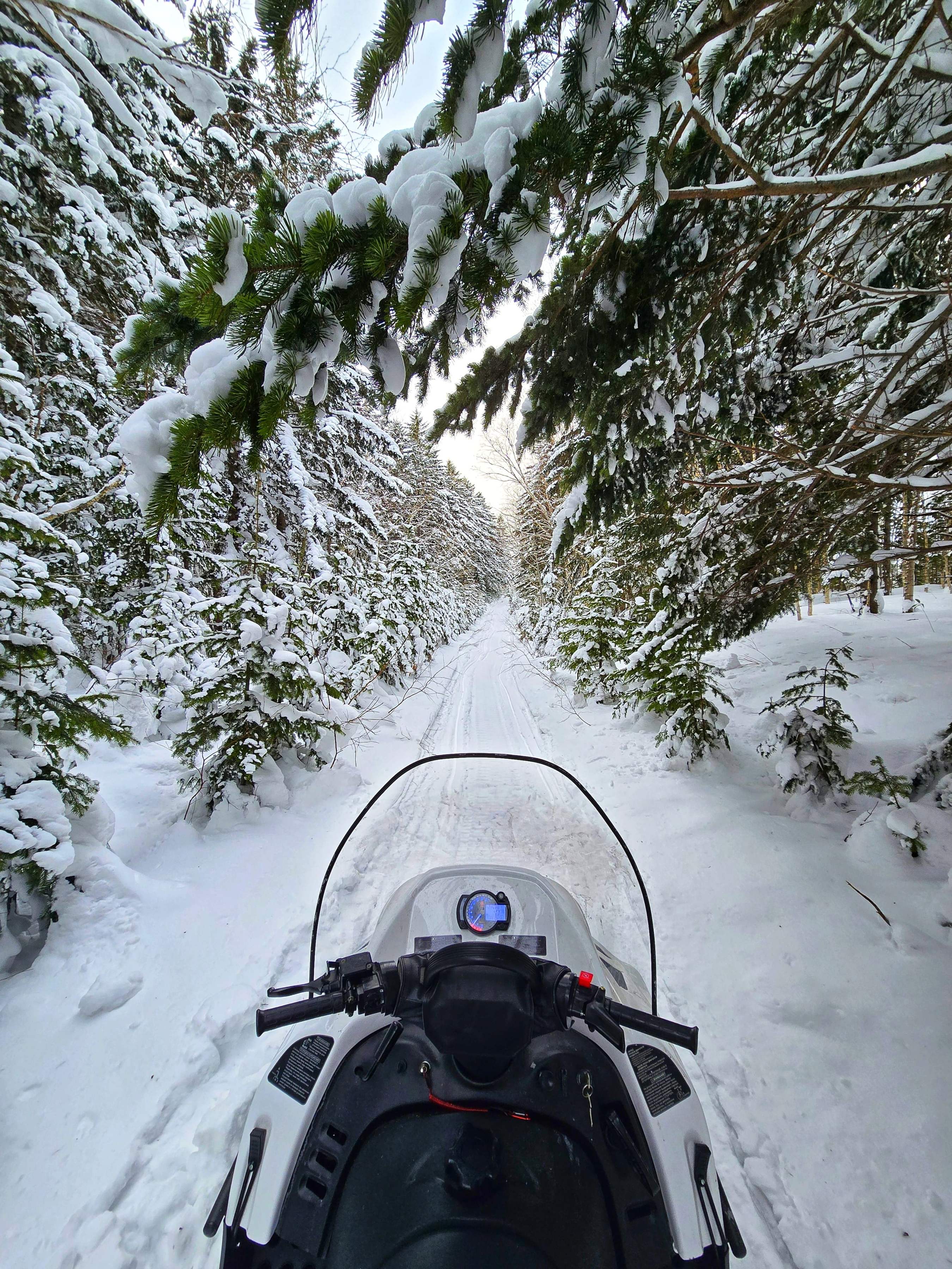 Катания на снегоходах по зимнему лесу